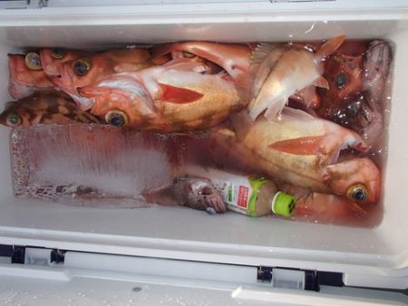 第二むつ漁丸 釣果