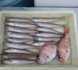 石川丸 釣果