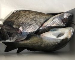 久里浜黒川本家 釣果