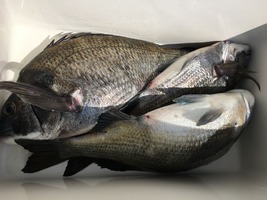 久里浜黒川本家 釣果