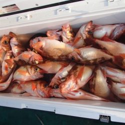 第二むつ漁丸 釣果