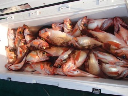 第二むつ漁丸 釣果