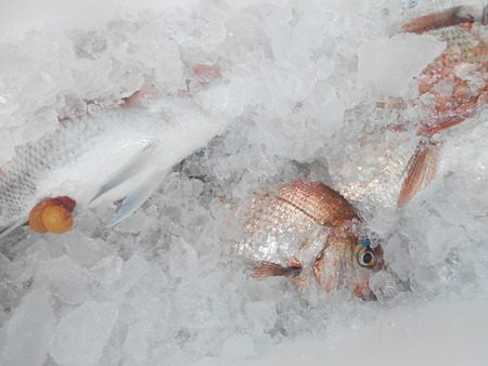 こうゆう丸 釣果