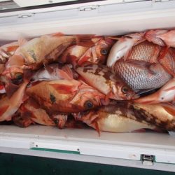 第二むつ漁丸 釣果