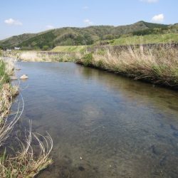 狩野川（狩野川漁業協同組合） 釣果