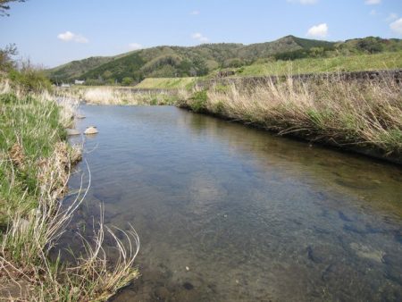 狩野川（狩野川漁業協同組合） 釣果