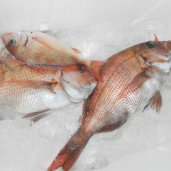 こうゆう丸 釣果