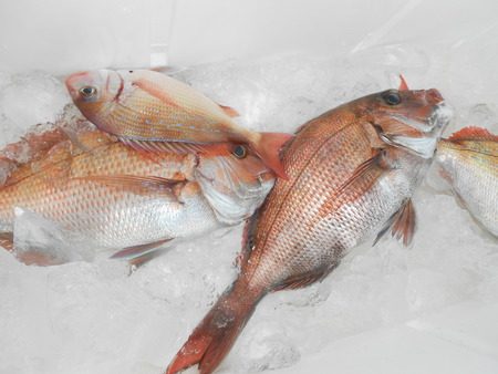 こうゆう丸 釣果