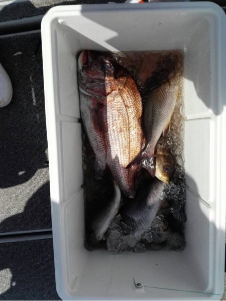 第二大福丸 釣果