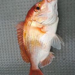 IDATEN(イダテン) 釣果