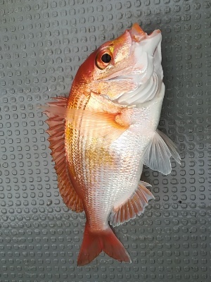 IDATEN(イダテン) 釣果