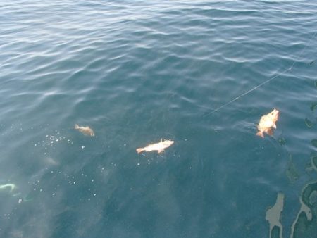 第二むつ漁丸 釣果