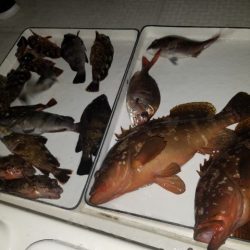 Magic(マジック) 釣果