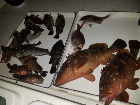 Magic(マジック) 釣果