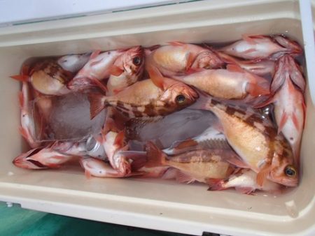 第二むつ漁丸 釣果