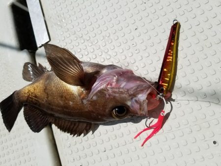 遊漁船　ニライカナイ 釣果