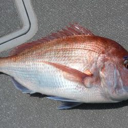 へいみつ丸 釣果