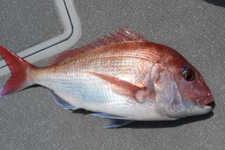 へいみつ丸 釣果