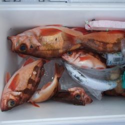 第二むつ漁丸 釣果