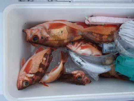 第二むつ漁丸 釣果