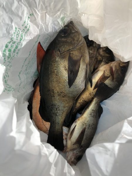 第二辰丸 釣果