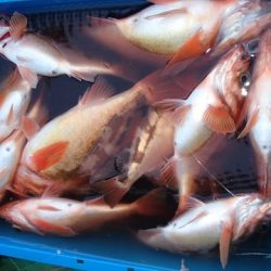 第二むつ漁丸 釣果