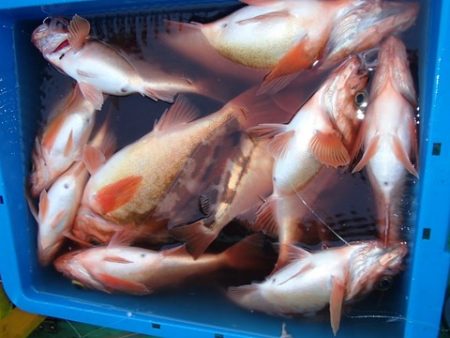 第二むつ漁丸 釣果
