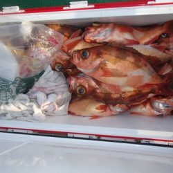 第二むつ漁丸 釣果