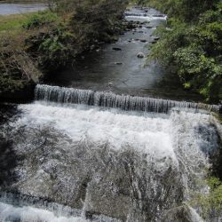 狩野川（狩野川漁業協同組合） 釣果