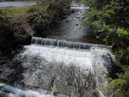 狩野川（狩野川漁業協同組合） 釣果