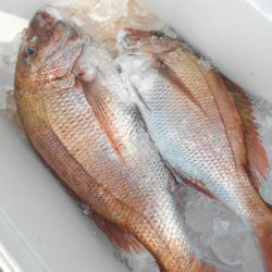 こうゆう丸 釣果