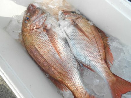 こうゆう丸 釣果