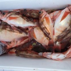 第二むつ漁丸 釣果