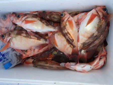 第二むつ漁丸 釣果