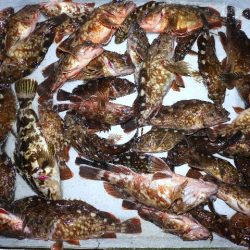 TOPGUN名古屋 釣果