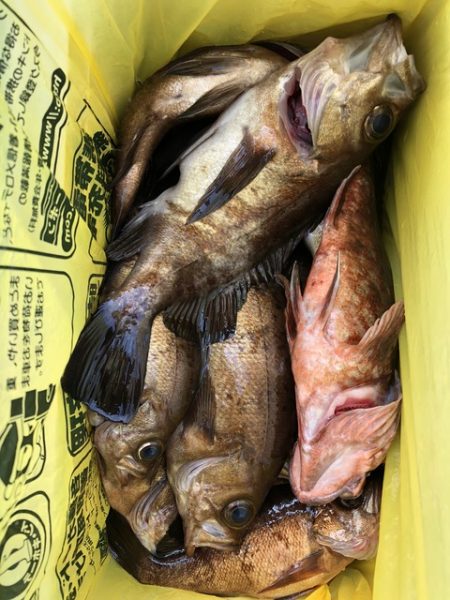 第二辰丸 釣果