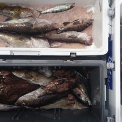 気仙沼　つり丸 釣果