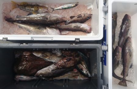 気仙沼　つり丸 釣果