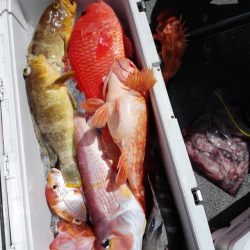 第二大福丸 釣果