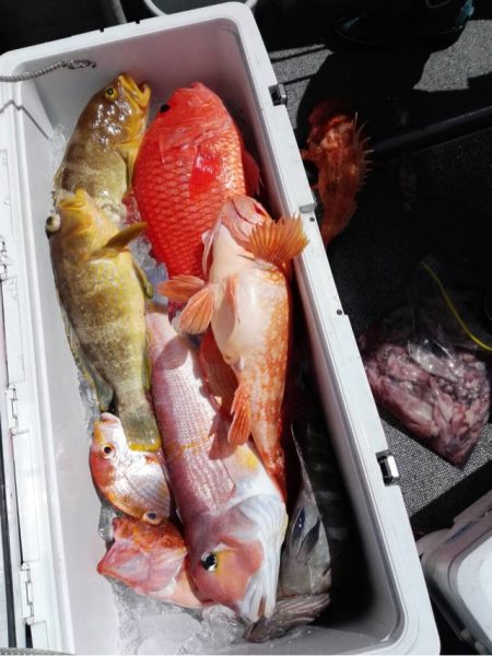 第二大福丸 釣果