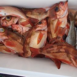 第二むつ漁丸 釣果