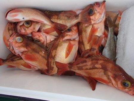 第二むつ漁丸 釣果