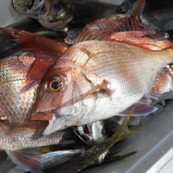 こうゆう丸 釣果