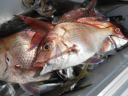 こうゆう丸 釣果