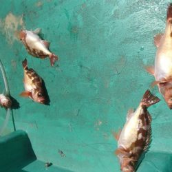 第二むつ漁丸 釣果