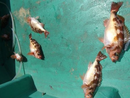 第二むつ漁丸 釣果