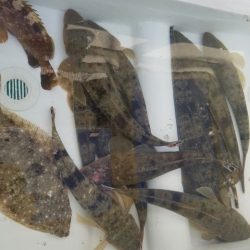 Magic(マジック) 釣果