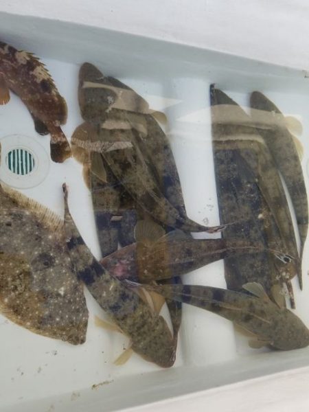 Magic(マジック) 釣果