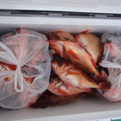 第二むつ漁丸 釣果