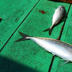 第三むつりょう丸 釣果